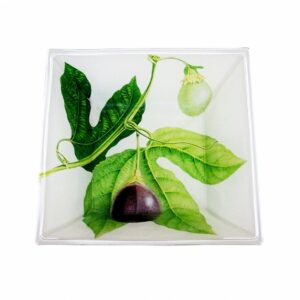 Passion Fruit - 5" Flared Square Bowl in white